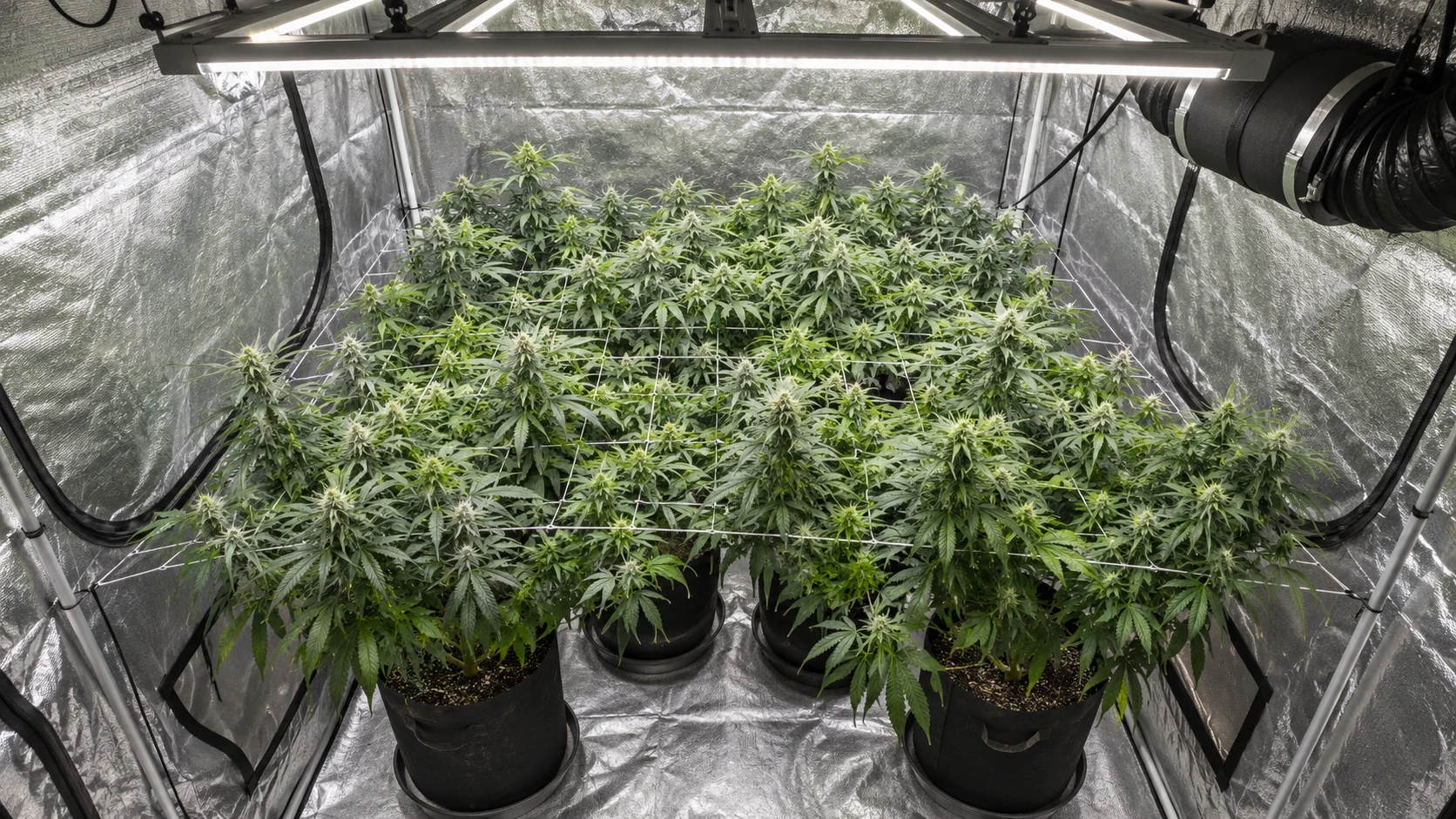 Blick von oben in den fiktiven Growraum